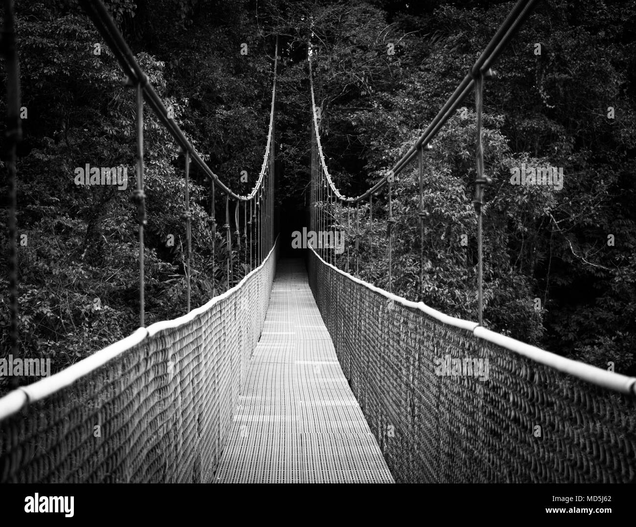 Ponte sospeso in Costa Rican rainforest Foto Stock