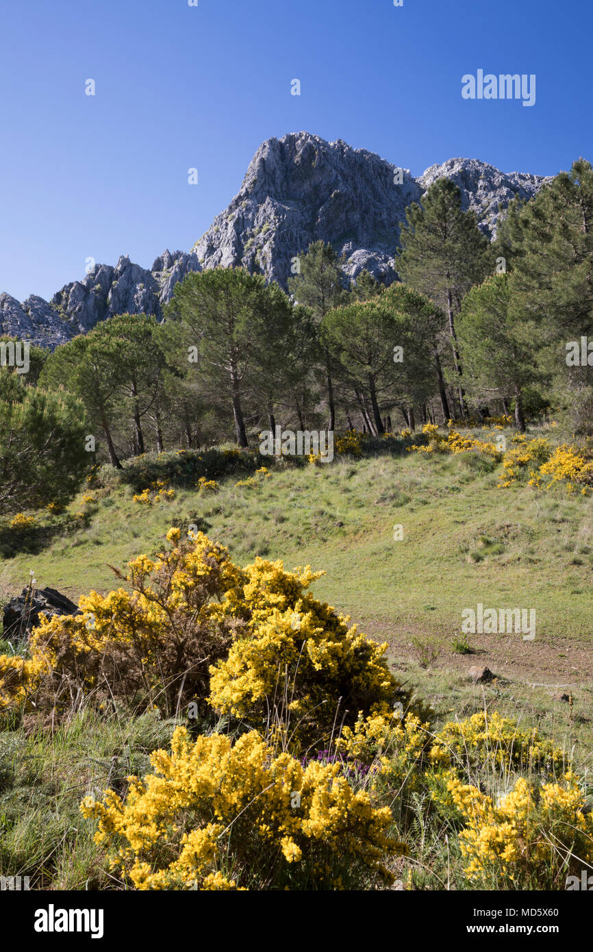 Robusto del paesaggio di montagna in primavera vicino a Grazalema, Sierra de Grazalema parco naturale, Andalusia, Spagna, Europa Foto Stock