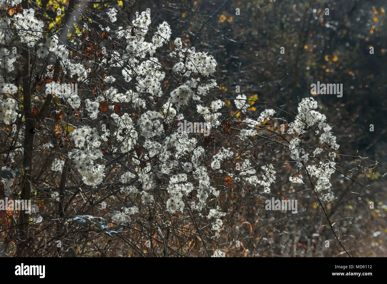 Chiusura del seme di Clematis vitalba, Viaggiatori gioia, Wild Clematis o uomo vecchio con la barba che cresce in montagna balcanica, Bulgaria Foto Stock