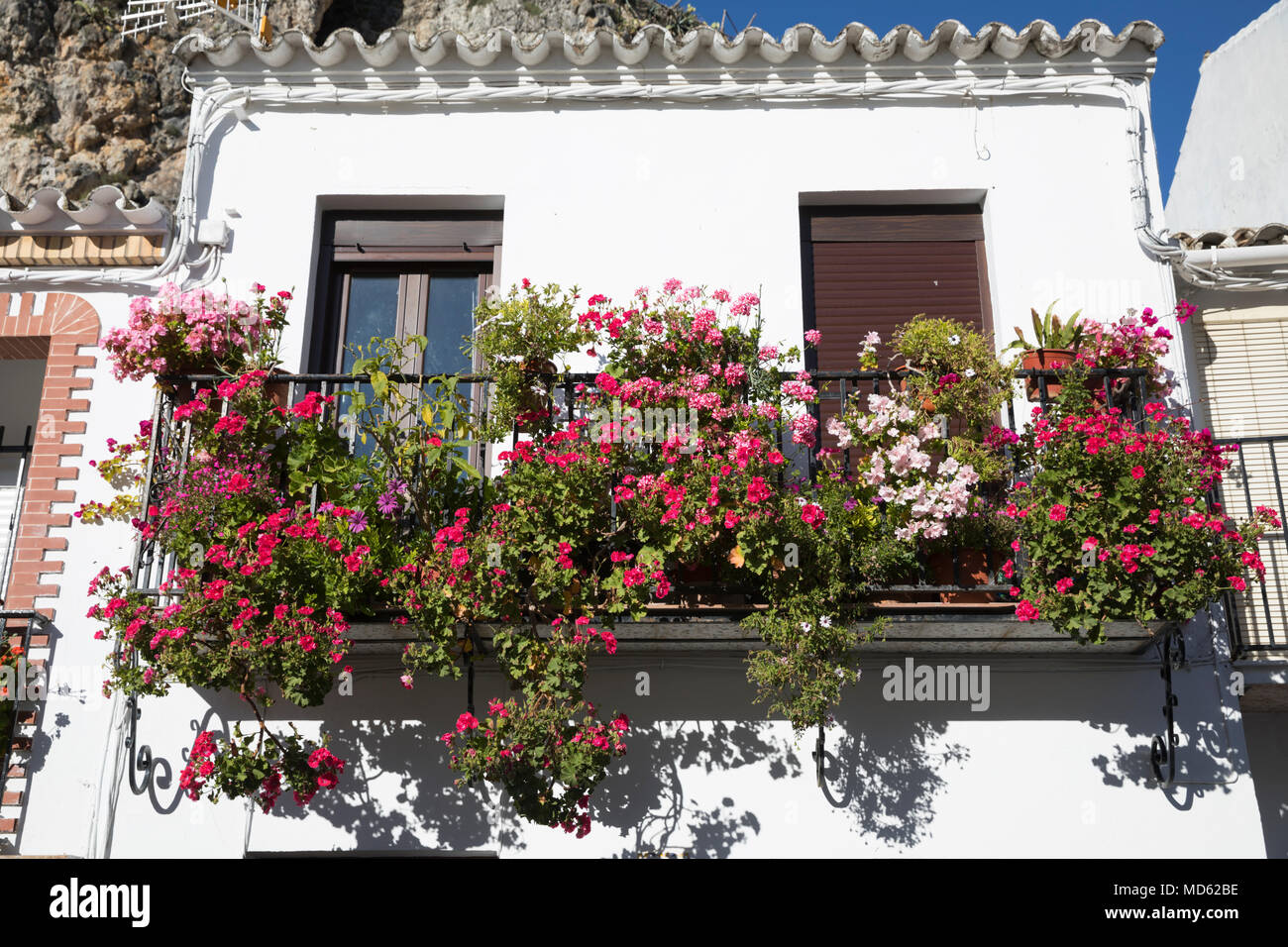 Dei gerani pendenti dal balcone di casa dipinte di bianco Foto Stock