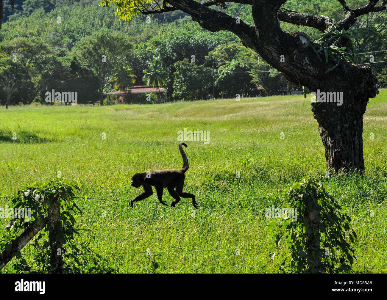 Scimmia Urlatrice camminando su un filo spinato in Costa Rica con il suo racconto arricciato di palme e un ranch in background Foto Stock