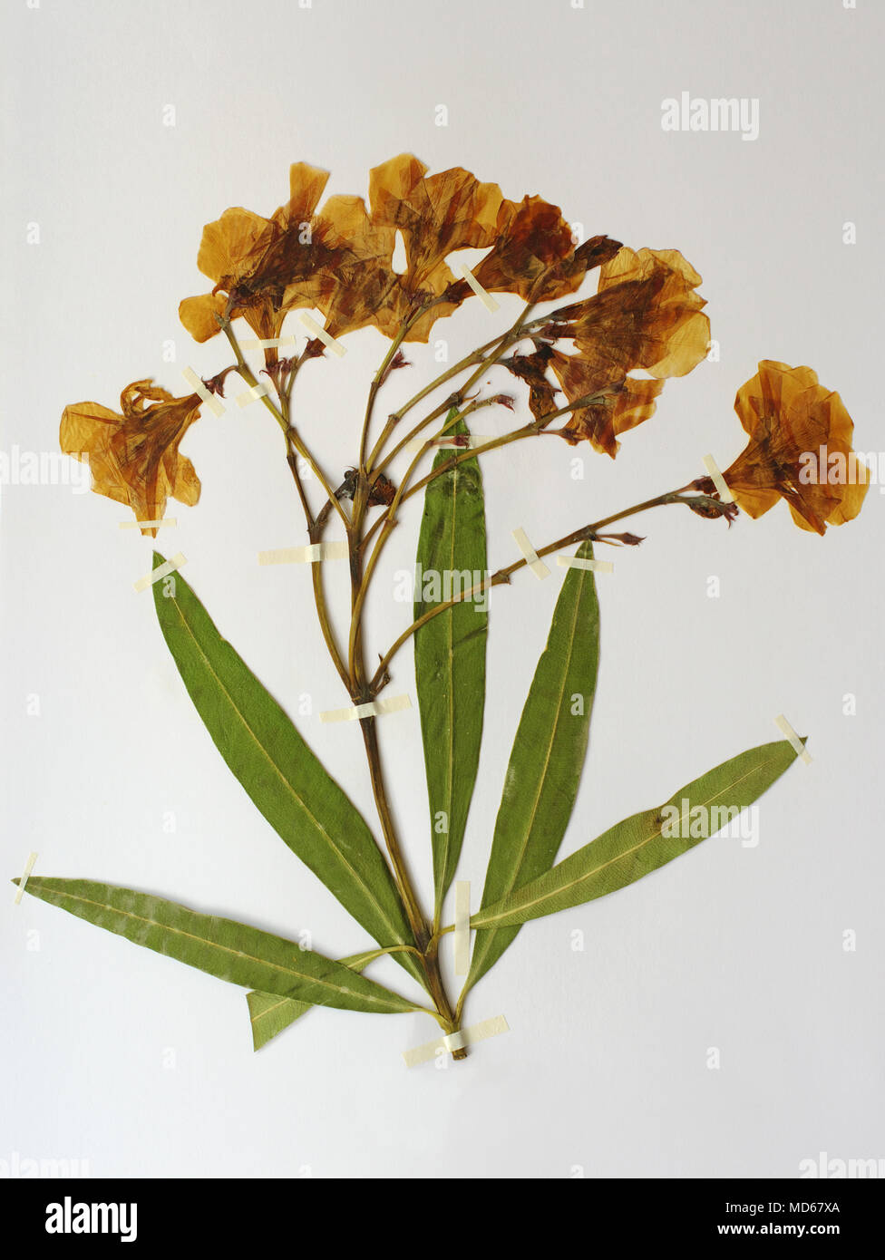 Erbario foglio con Nerium oleander, il comune oleandro o Rosebay, famiglia Apocynaceae Foto Stock
