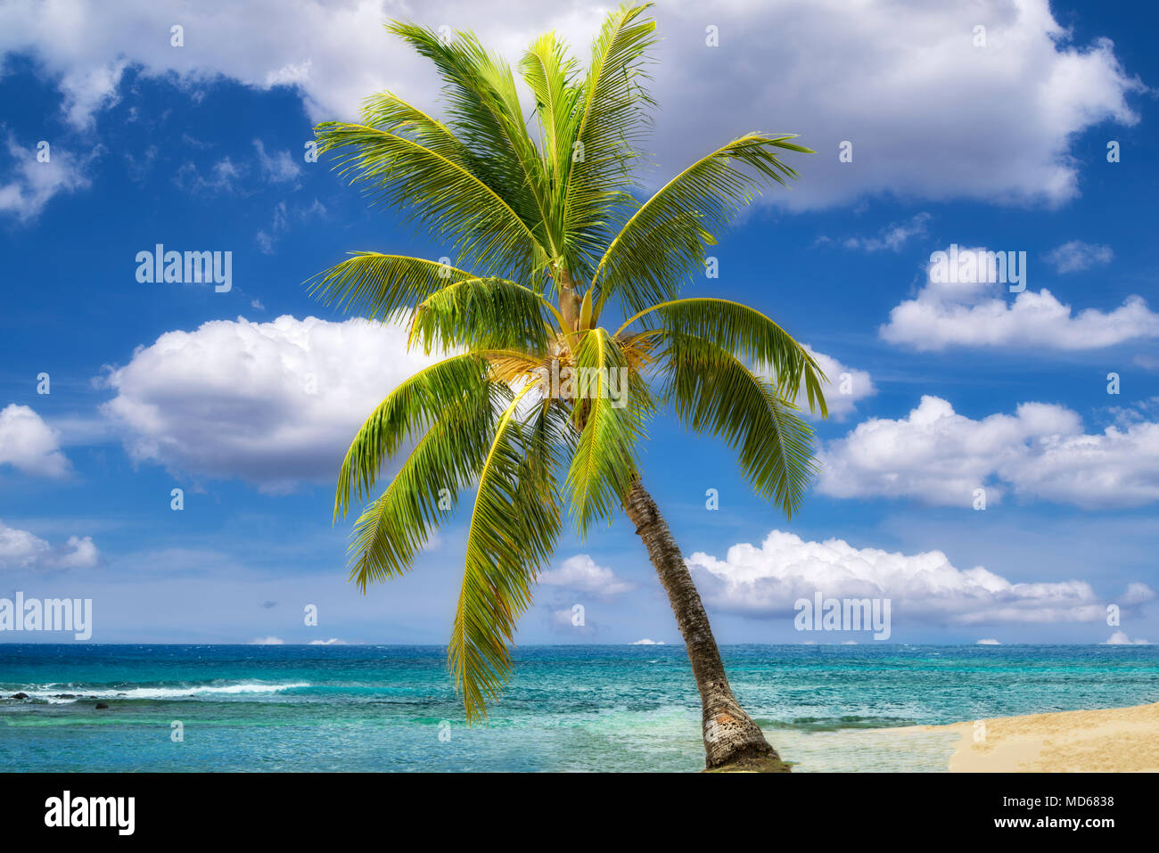 Palm Tree e spiaggia. Poipu, Kauai, Hawaii Foto Stock