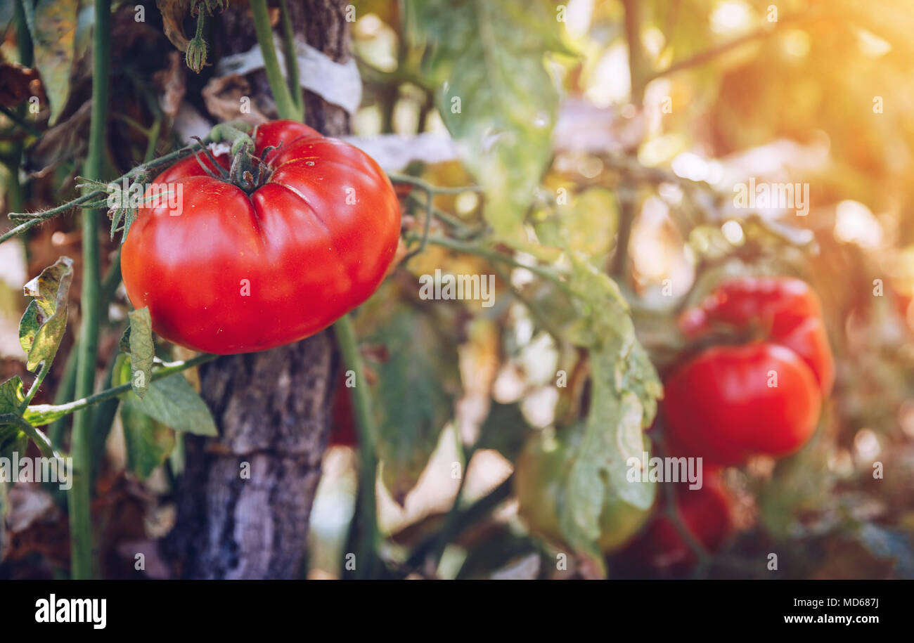 Pomodori organico in una serra. Giardino rossi freschi pomodori maturi sulla vite. Deliziosi pomodori freschi che crescono in un giardino di close-up. Profondità di fiel Foto Stock