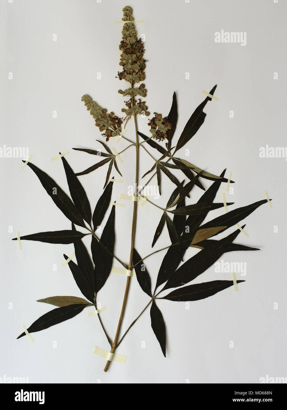 Erbario con foglio di Vitex agnus castus, casto albero o Chastberry, famiglia Verbenaceae Foto Stock