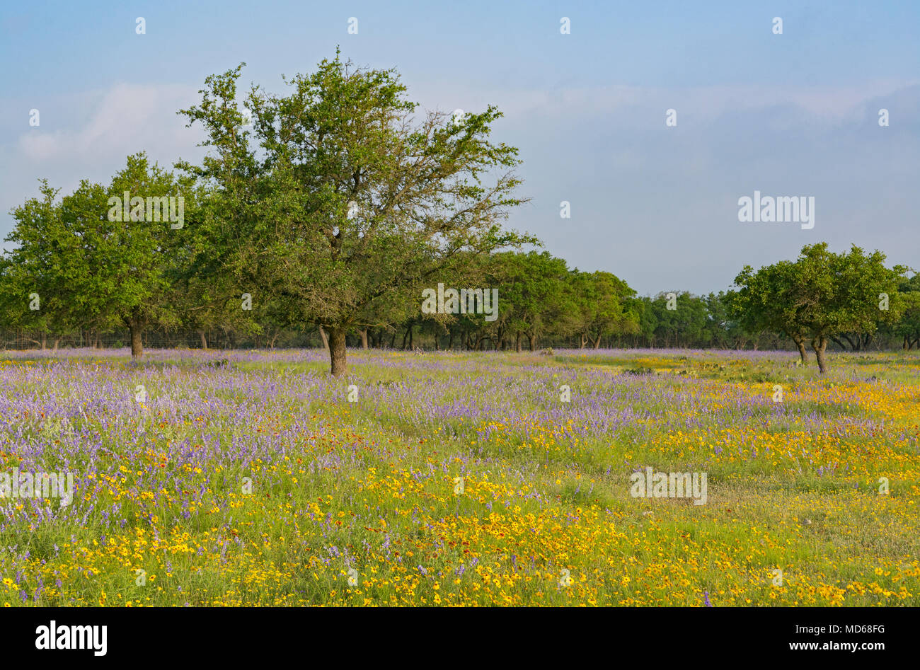 Texas Hill Country, Gillespie County, fiori selvatici visto dalla Hwy 290 West di Fredericksburg Foto Stock