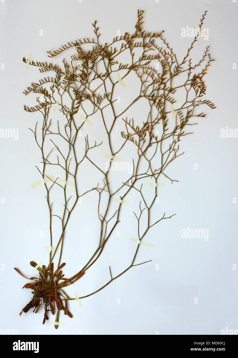 Erbario foglio con Limonium amyncleum Pignatti, una specie endemica di Limonium (mare-lavanda) sulla regione di Terracina (Italia) Foto Stock