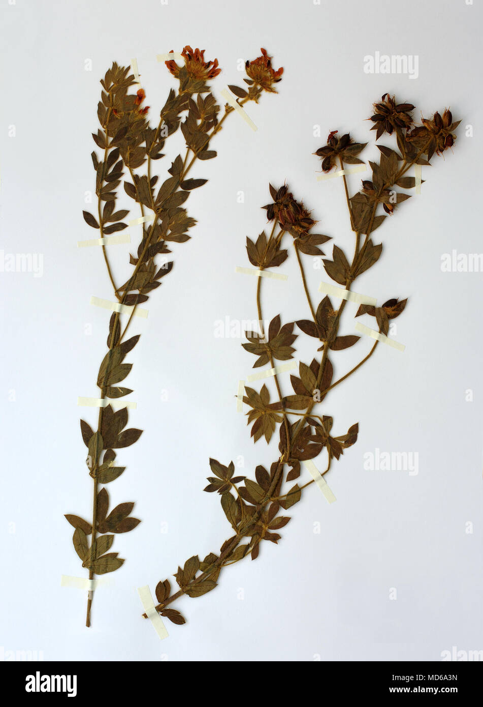 Erbario foglio con Dorycnium pentaphyllum, prostrato canary trifoglio o Baldassi, famiglia Fabaceae (Leguminosae) Foto Stock