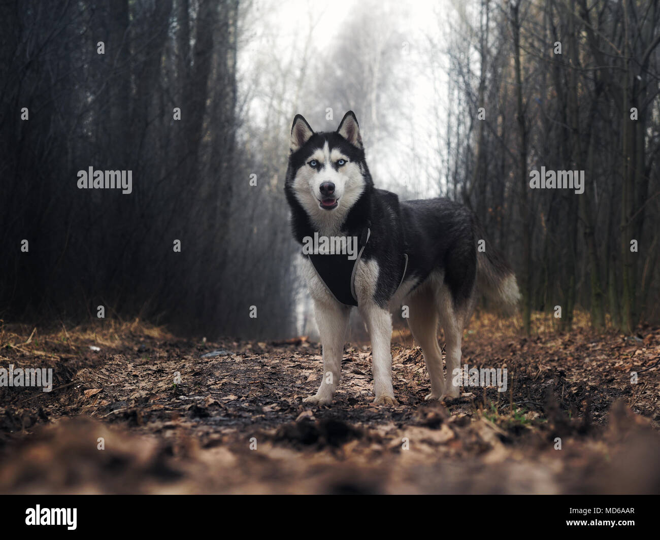 Cane di razza husky. Ritratto di un cane in una strada di campagna nel bosco Foto Stock