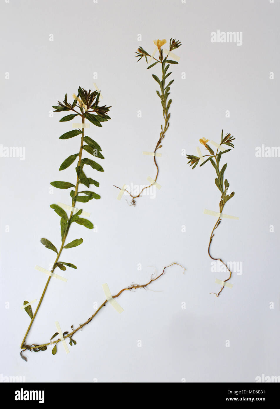 Erbario foglio con Linum nodiflorum (=Linum luteolum), Lino, famiglia Linaceae Foto Stock