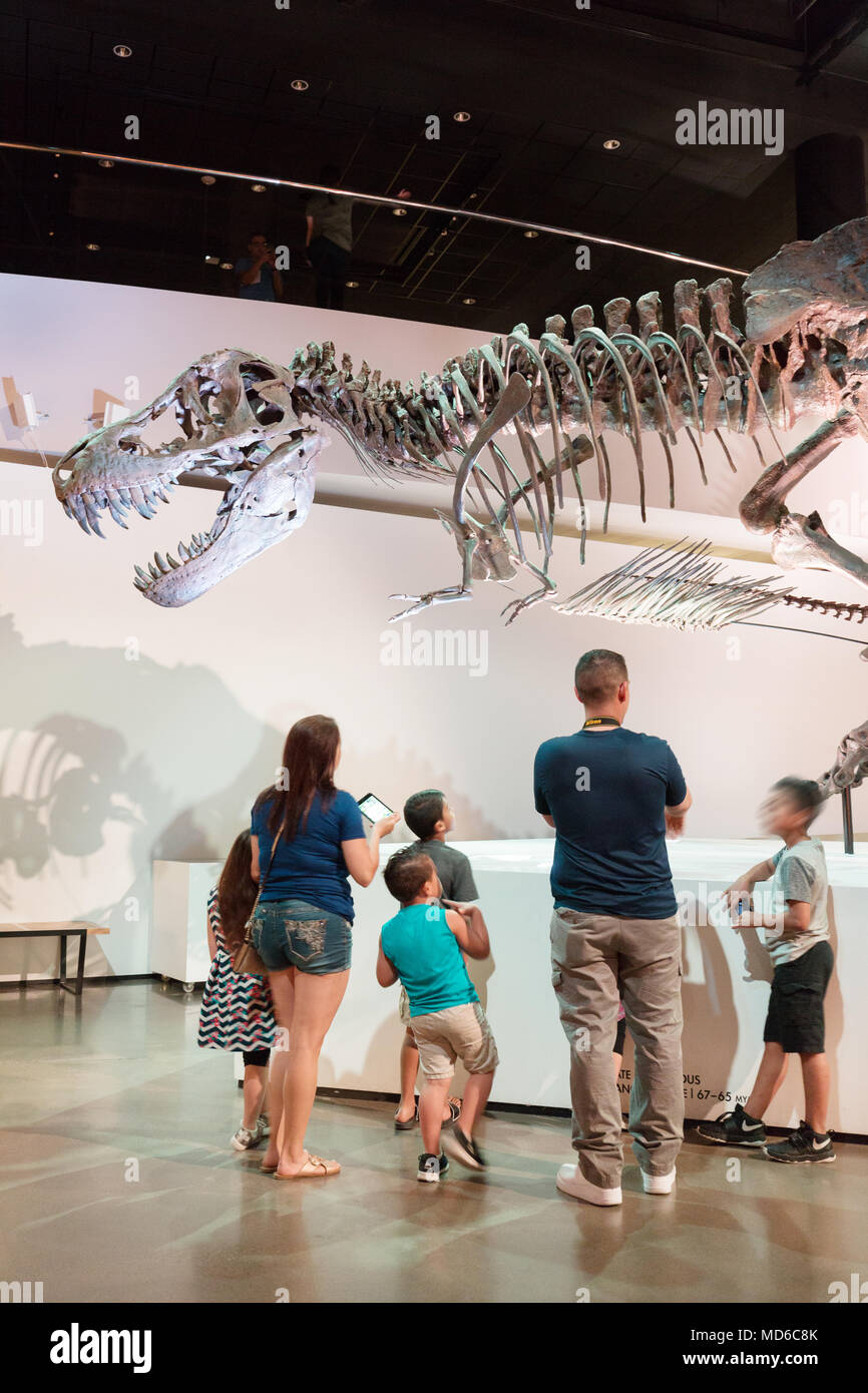 Una famiglia con bambini ed adulti guardando un Tirannosauro Rex dinosauro fossile in un museo di dinosauri, Stati Uniti d'America Foto Stock
