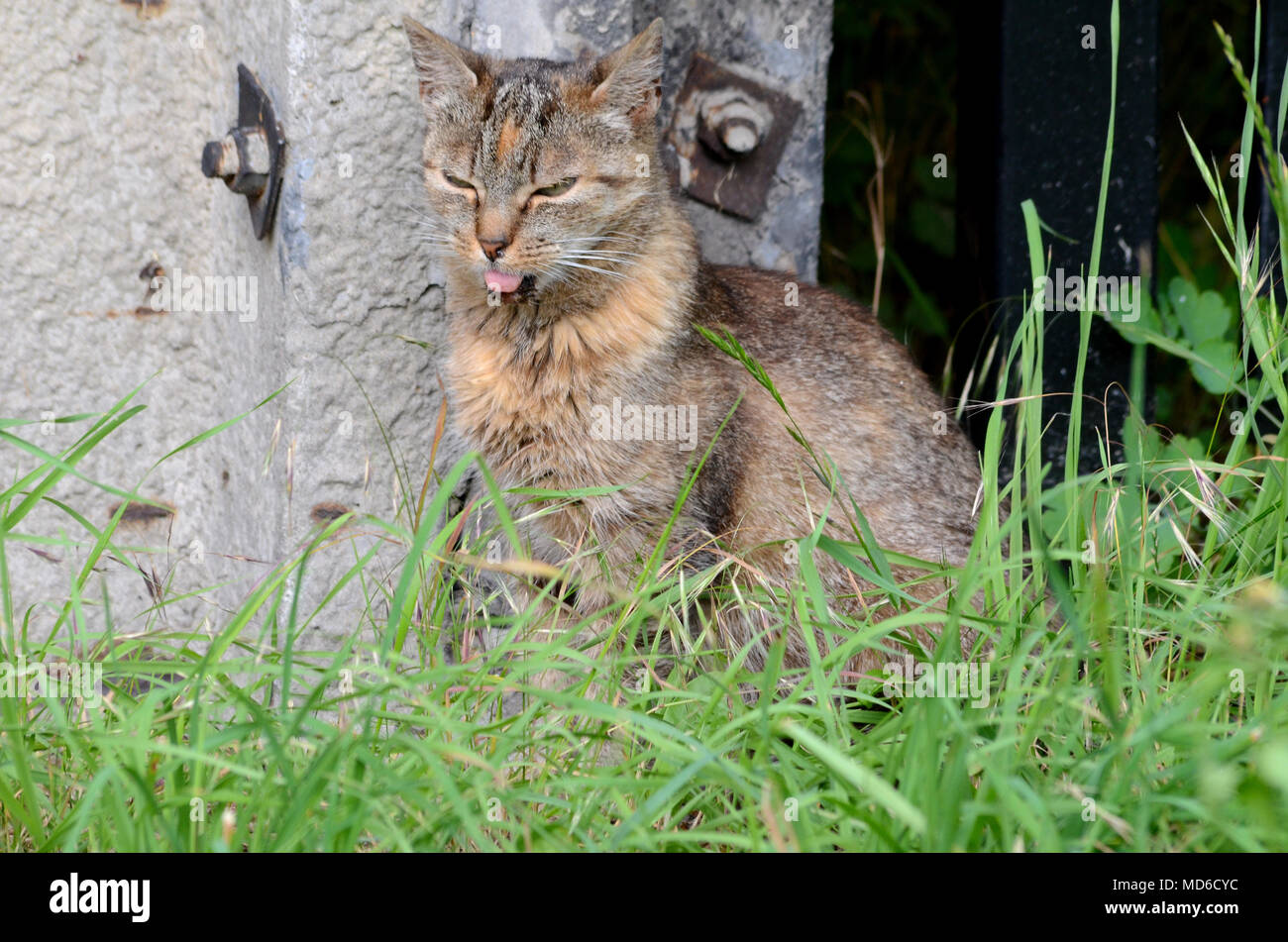 Senzatetto gatto che vivono in città Foto Stock