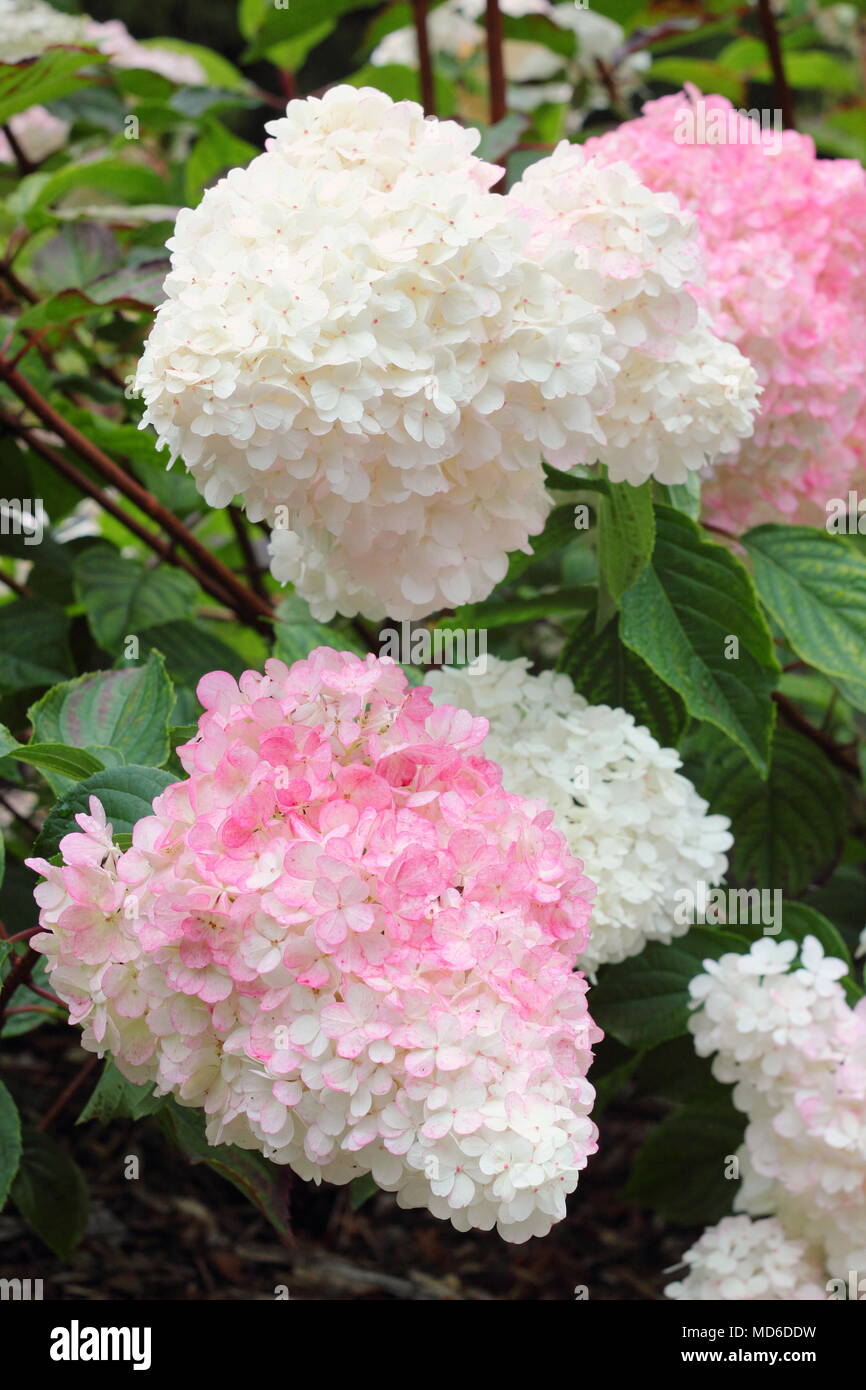 Hydrangea paniculata 'Vanille Fraise' fiore in fiore in un giardino inglese in tarda estate, REGNO UNITO Foto Stock