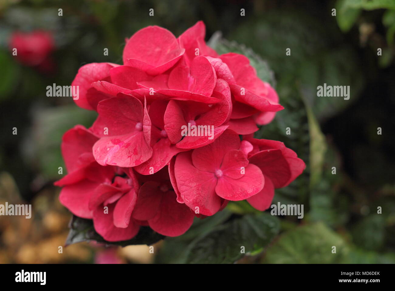 Hydrangea macrophylla 'erveille Sanguine' fiore in fiore in un giardino inglese in tarda estate, REGNO UNITO Foto Stock