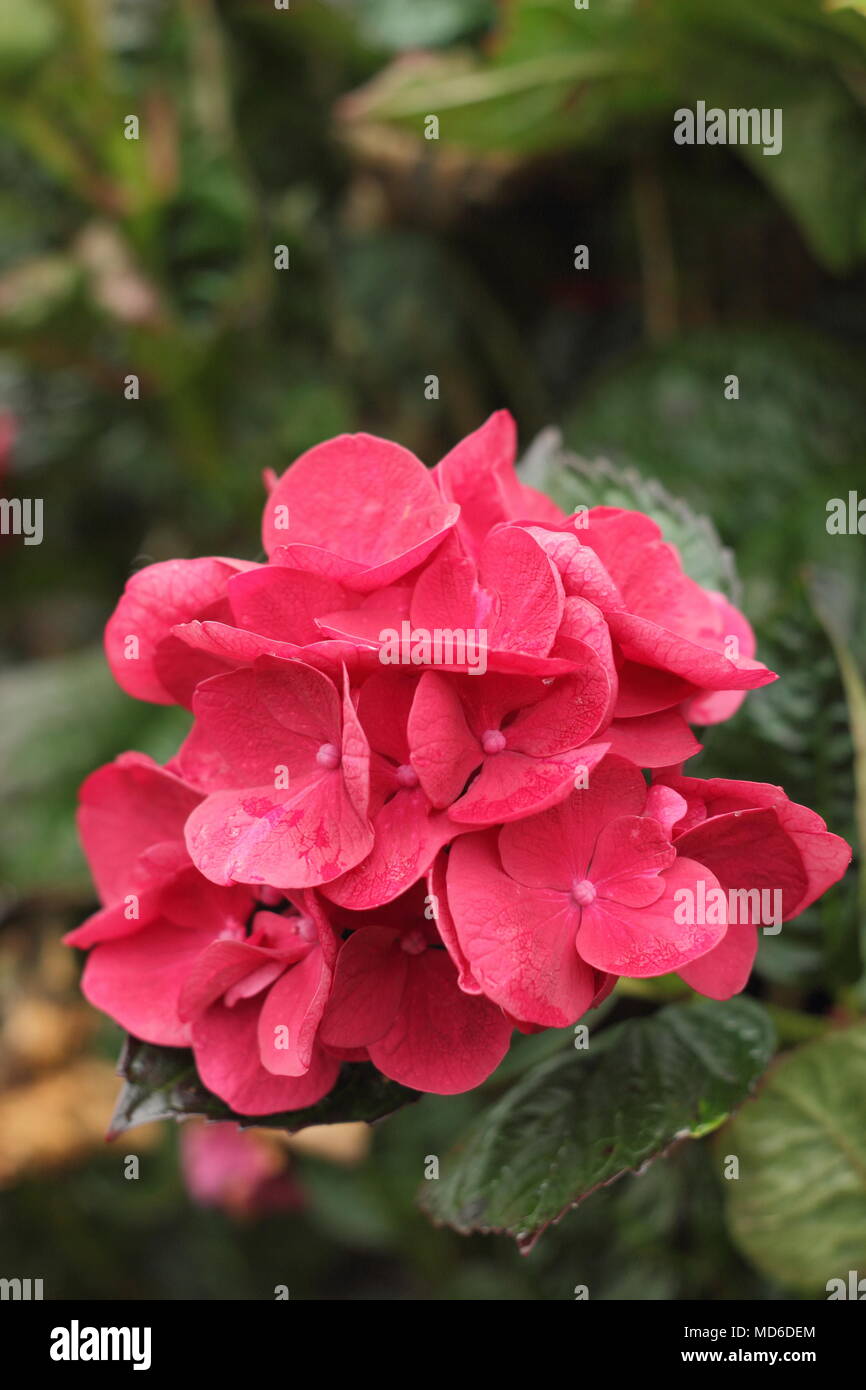 Hydrangea macrophylla 'erveille Sanguine"fiore in fiore in un giardino inglese in tarda estate, REGNO UNITO Foto Stock