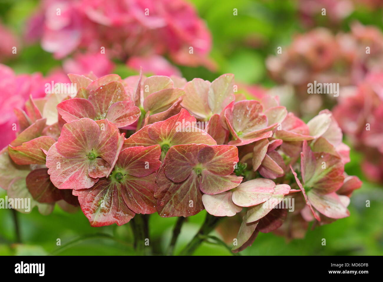 Hydrangea macrophylla 'Magical Greenfire' fiore in fiore in un giardino inglese in tarda estate, REGNO UNITO Foto Stock