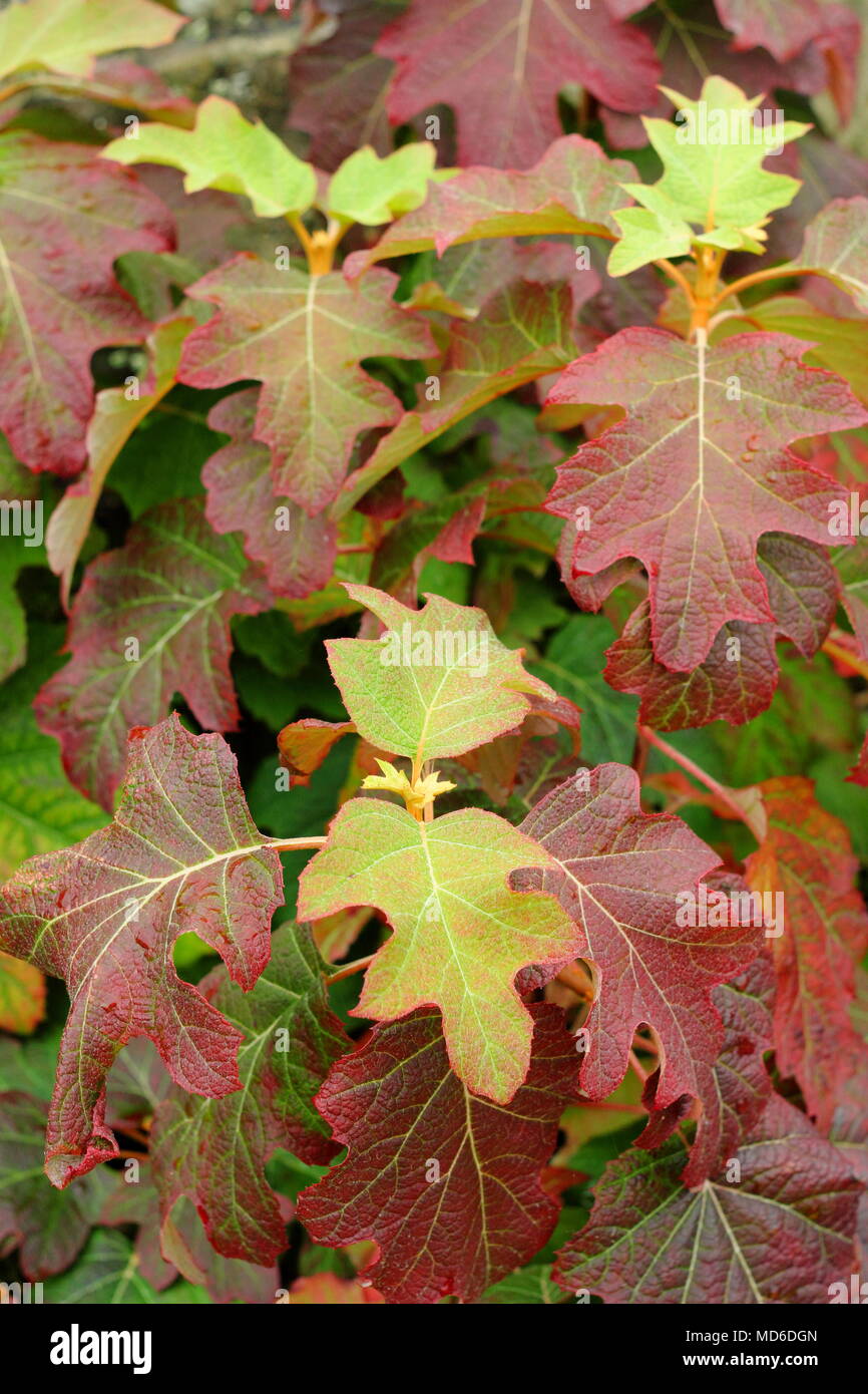 Hydrangea quercifolia 'applausi' che mostra fogliame di autunno tinte in un giardino inglese, REGNO UNITO Foto Stock