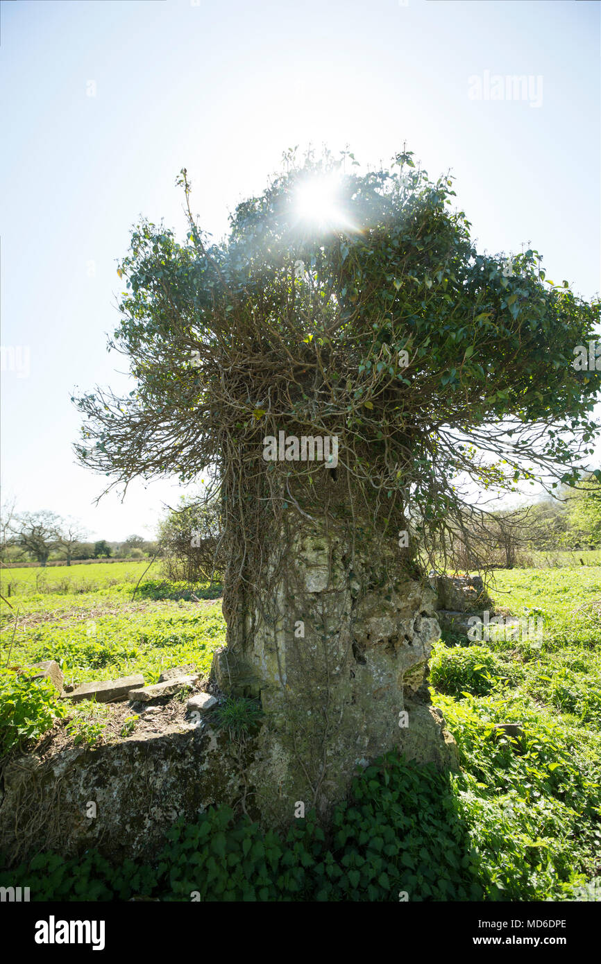 Rimane la chiesa di Santa Maria e il cimitero est Stoke Dorset England Regno Unito. Un segno presso il sito afferma che la maggior parte della chiesa risale al XV sec. Foto Stock