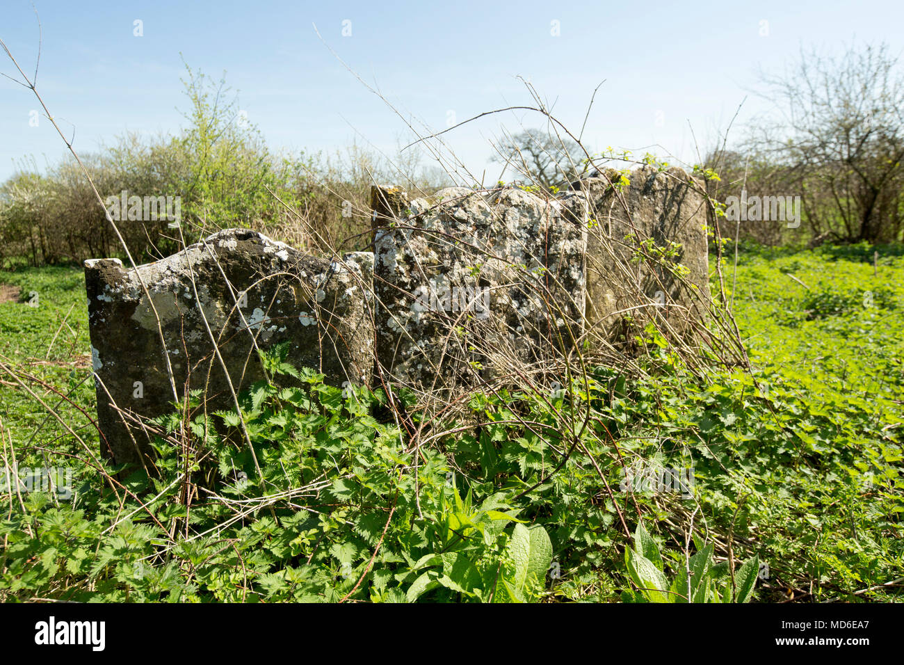Le lapidi nei resti della chiesa di Santa Maria e il cimitero est Stoke Dorset England Regno Unito. Un segno presso il sito afferma che la maggior parte della chiesa date bac Foto Stock