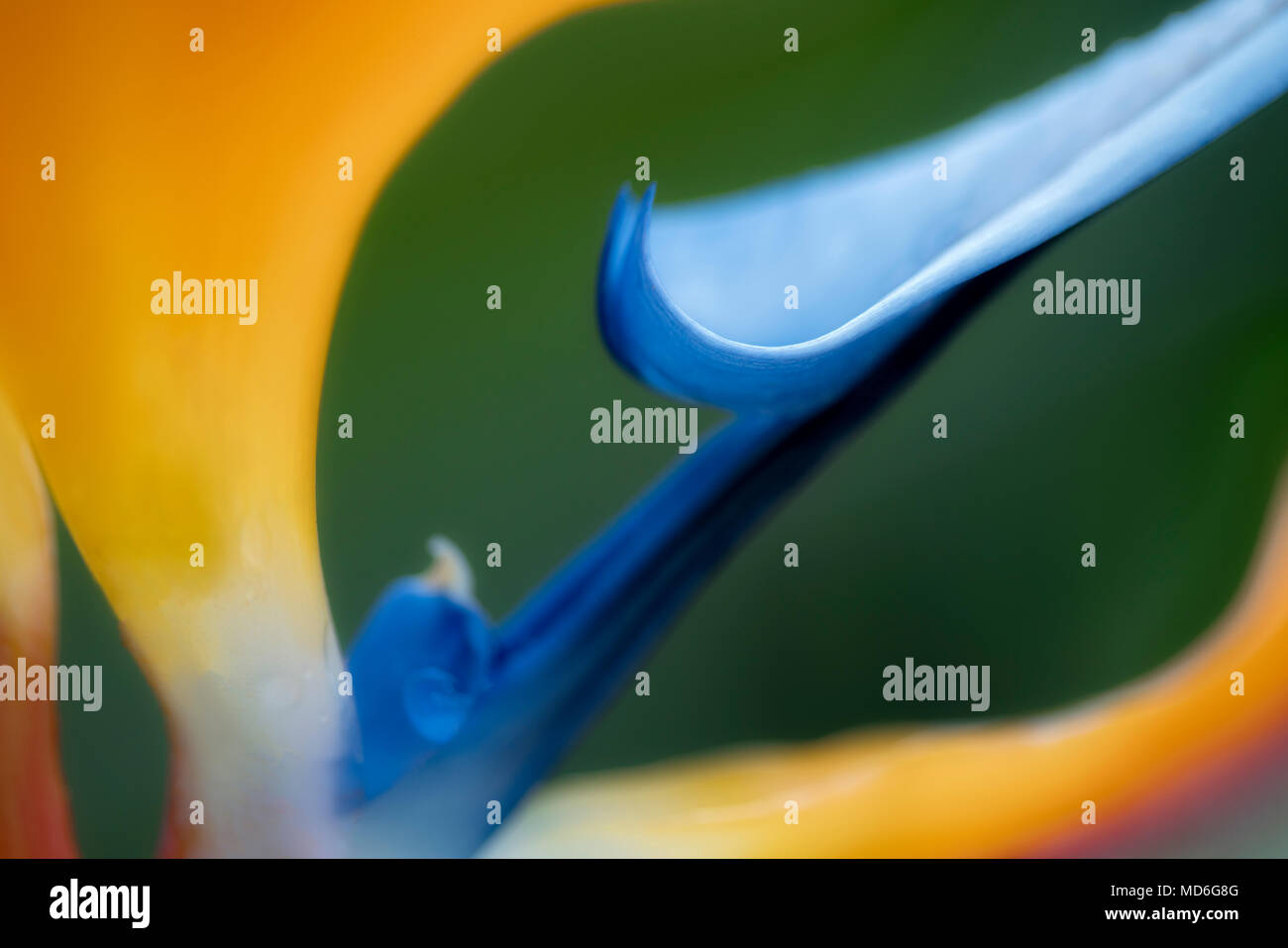 Close up di uccello del paradiso fiore. Hawaii Foto Stock