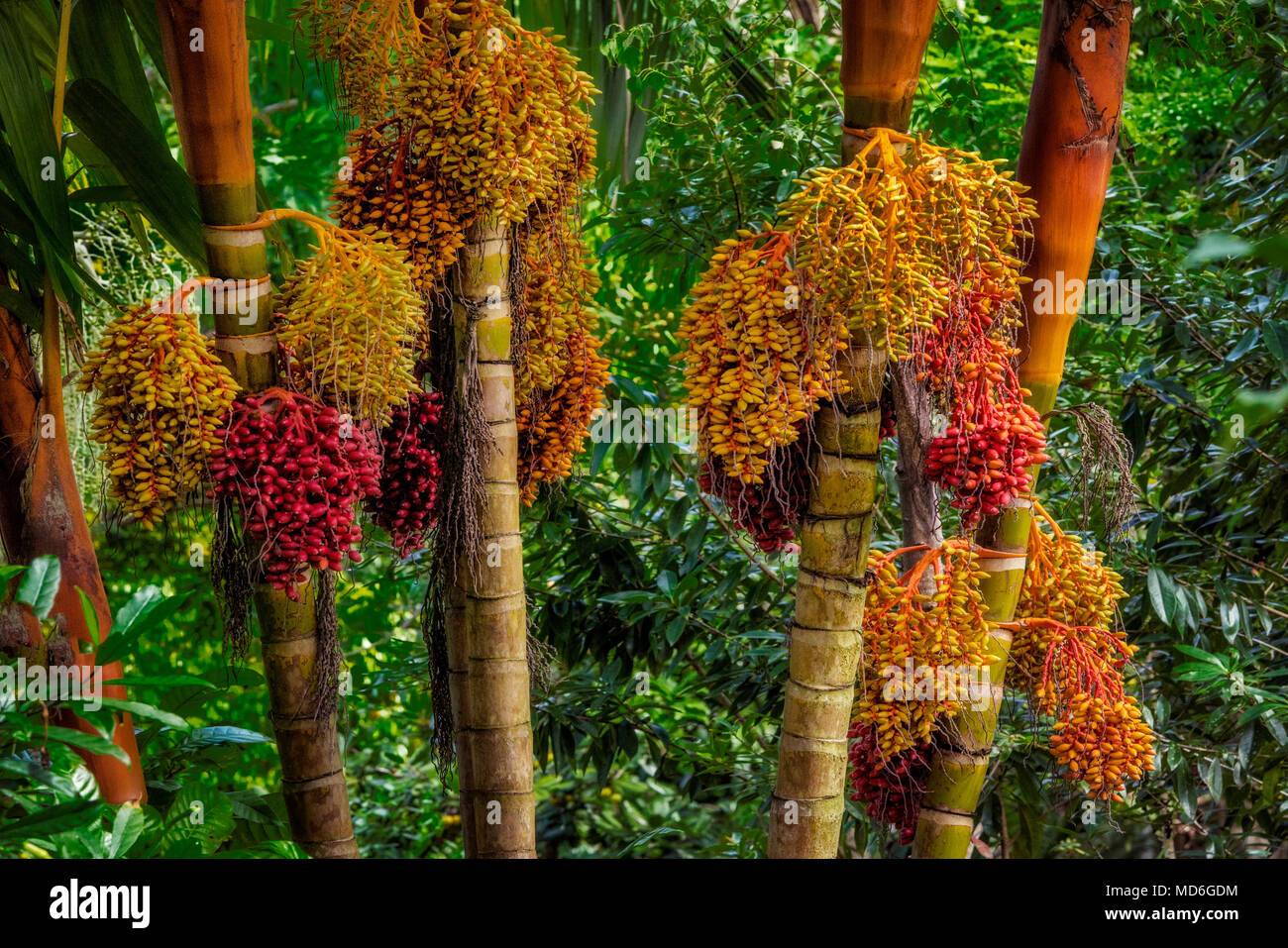 Frutta su Orange Crownshaft Palm tree (Noci di arec vestiaria). Princeville Giardini Botanici. Kauai, Hawaii Foto Stock