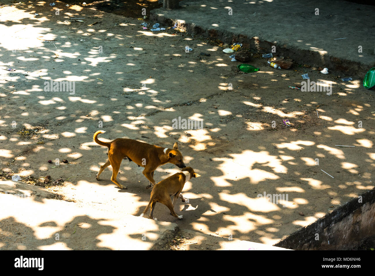 due cani che giocano sotto una grande ombra di albero a mezzogiorno soleggiato. Foto Stock