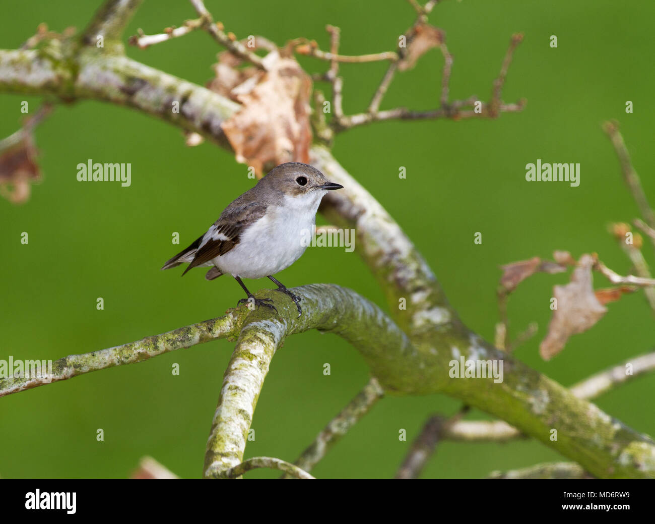 Europei maschili pied flycatcher in primavera Foto Stock