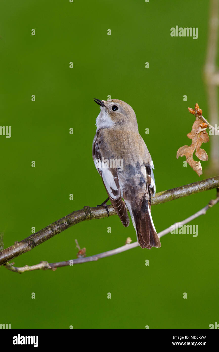 Europei maschili pied flycatcher in primavera Foto Stock