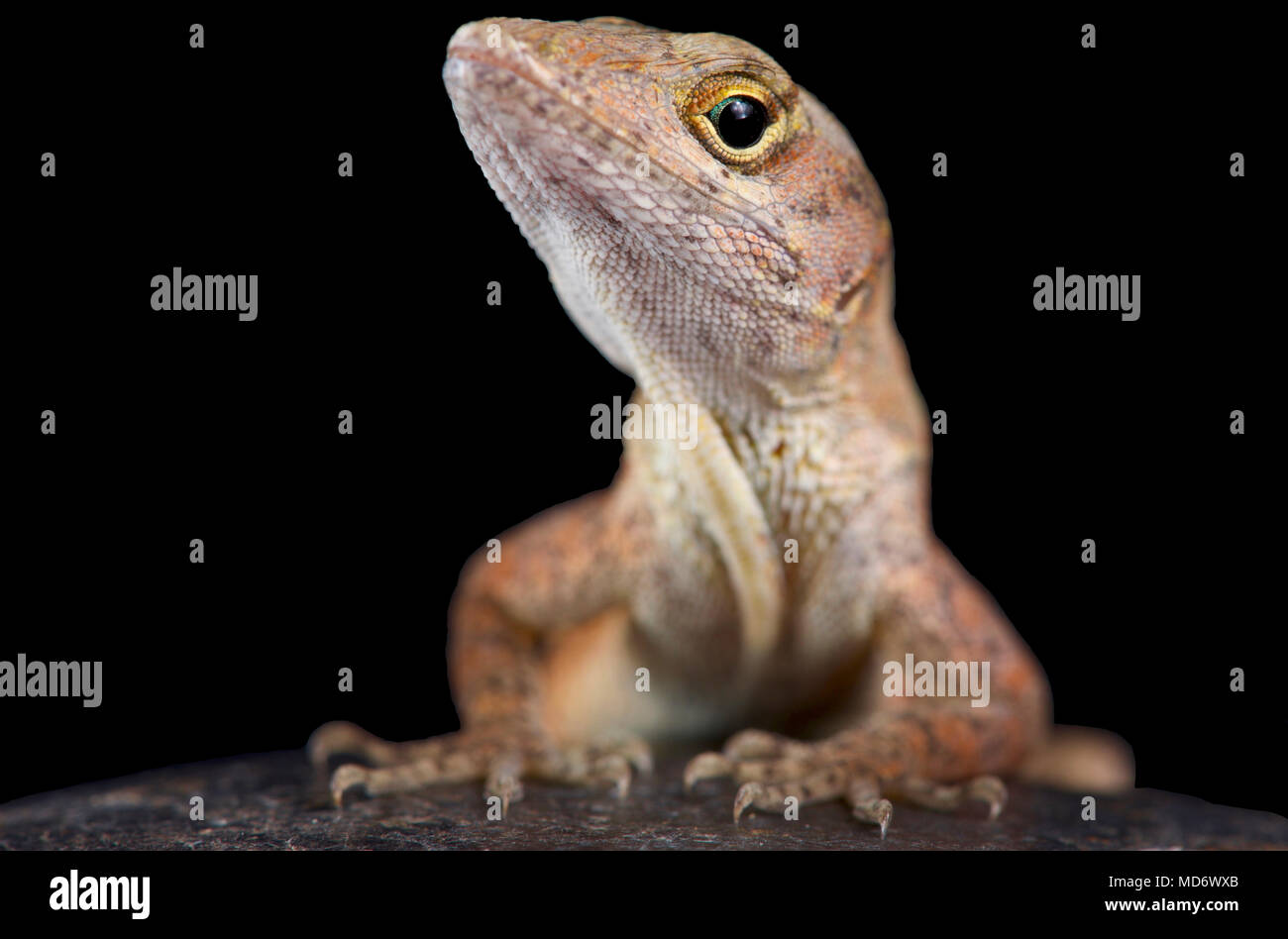 Il marrone (anole Anolis sagrei) anche noto come le Bahamas anole era nativo di Bahamas e Cuba. Ma queste lucertole sono molto invasivi e sono ora Foto Stock