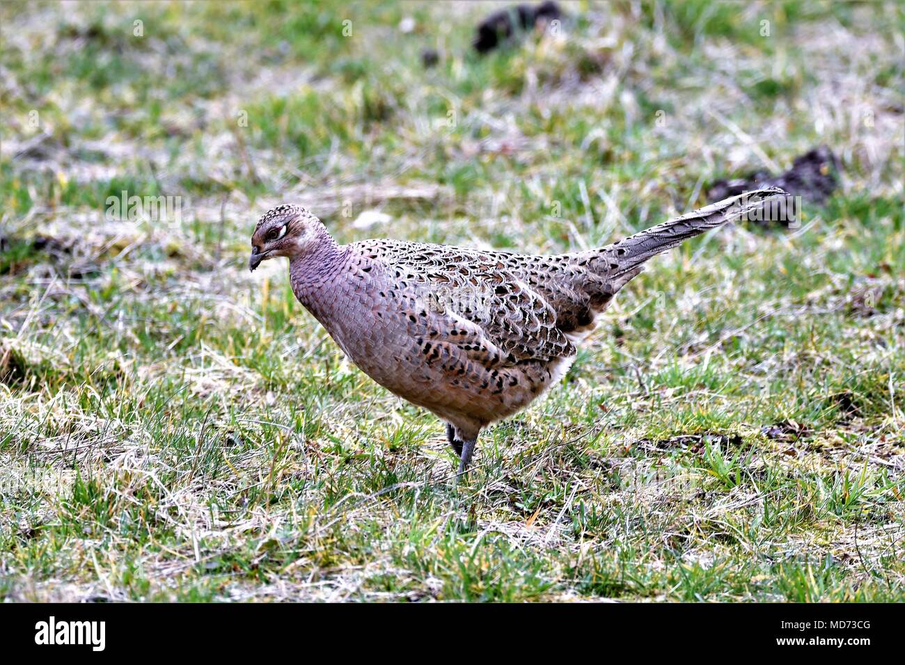 Brockholes Riserva Naturale, Preston, Regno Unito. 23 marzo 2018 gallina fagiana Foto Stock