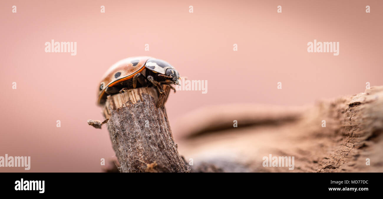 Foto orizzontale con singolo coccinella arancione. L'insetto ha pochi punti neri e nero aveva con macchie bianche. Ladybug è sul pezzo di molto vecchi e logori pi Foto Stock