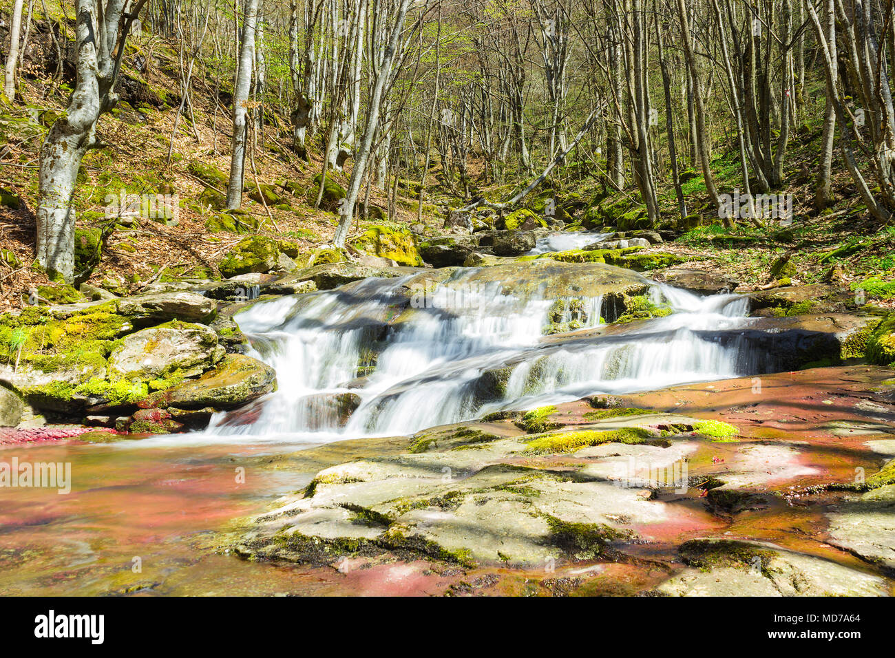 Mountain Creek a cascata verso il basso il rosso riverbed e moss rocce coperte nella fitta foresta Foto Stock
