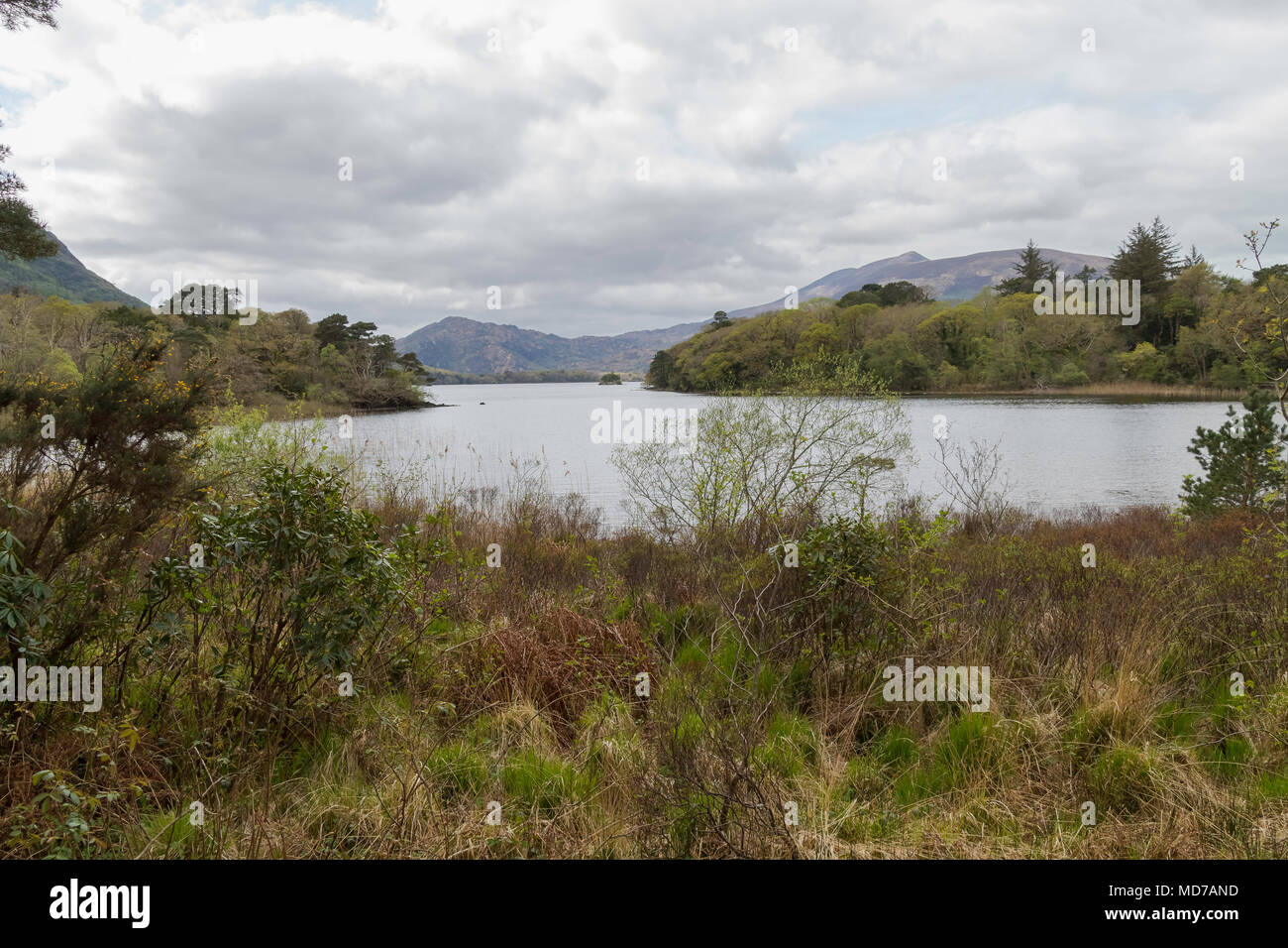 Il bel lago paesaggio nel Parco Nazionale di Killarney, Kerry, Irlanda, Europa, lago e montagne, tranquillità, erba lunga, nuvoloso giorno, concetto Natura Foto Stock