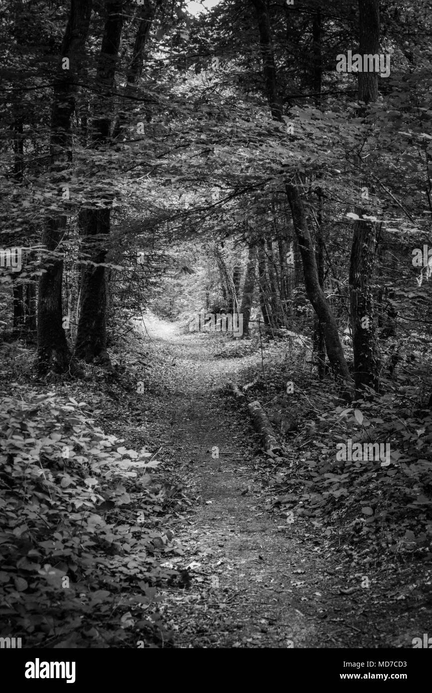 Strada sterrata attraverso gli alberi nella foresta, Brittany, Francia Foto Stock