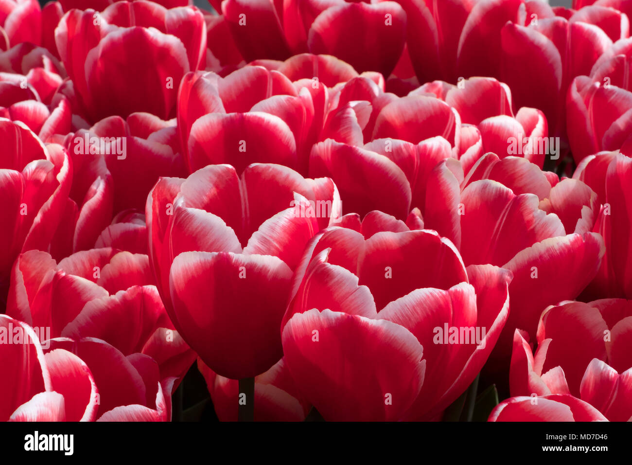 Tulipani olandesi che fiorisce in primavera,Amsterdam e il Keukenhof Foto Stock
