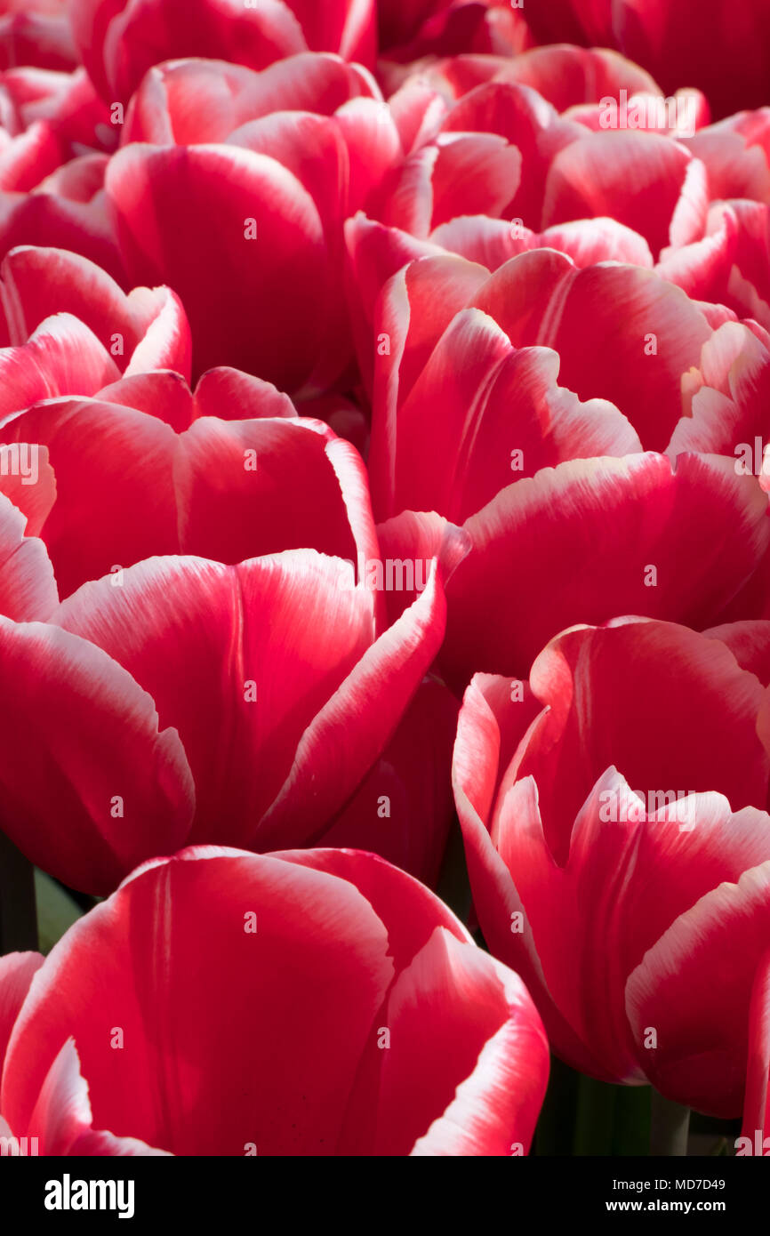 Tulipani olandesi che fiorisce in primavera,Amsterdam e il Keukenhof Foto Stock