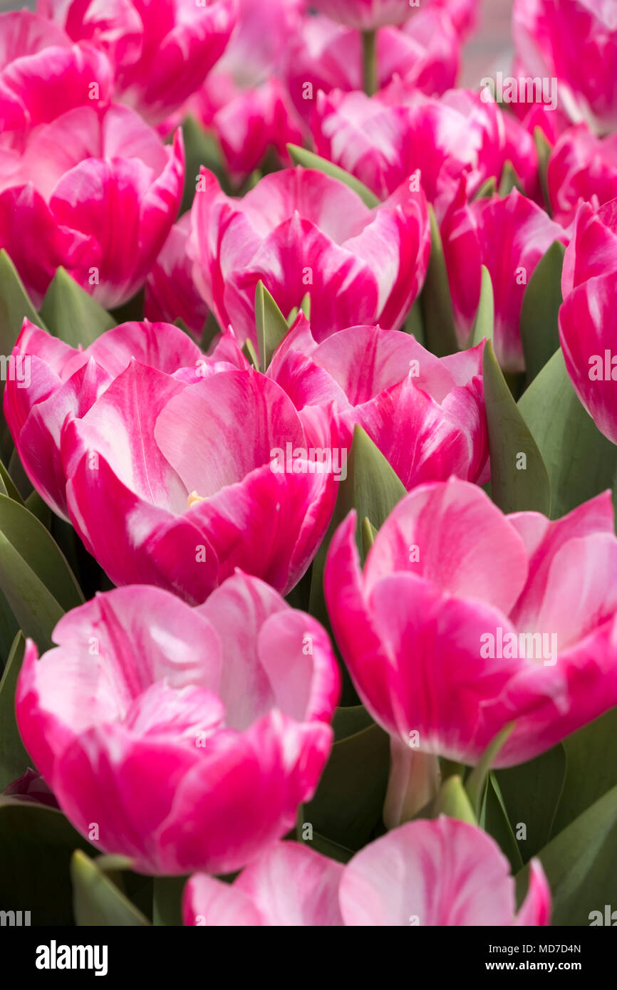 Tulipani olandesi che fiorisce in primavera,Amsterdam e il Keukenhof Foto Stock