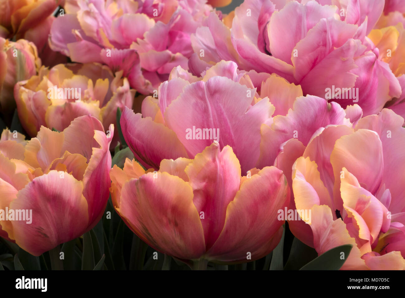 Tulipani olandesi che fiorisce in primavera,Amsterdam e il Keukenhof Foto Stock