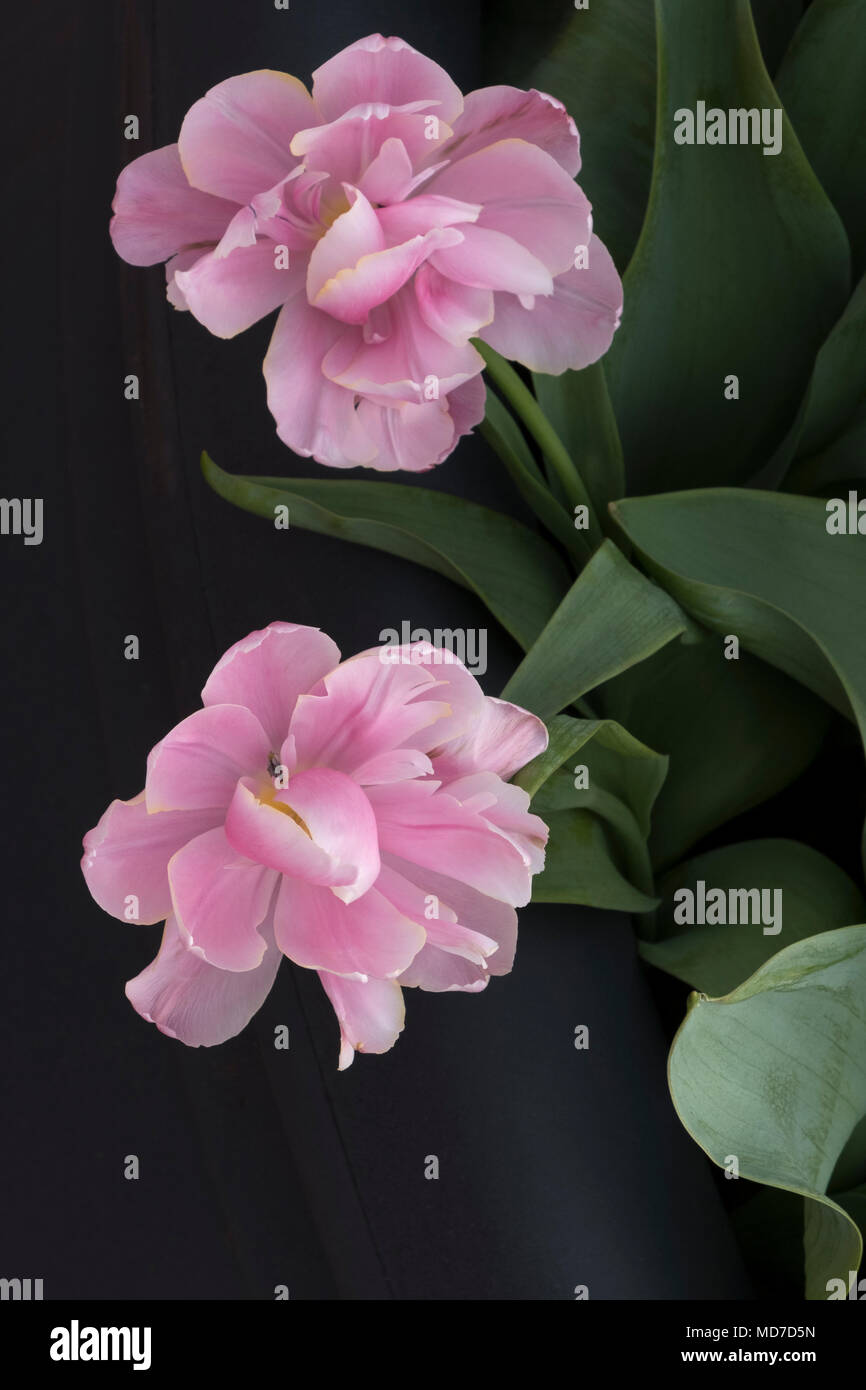 Tulipani olandesi che fiorisce in primavera,Amsterdam e il Keukenhof Foto Stock