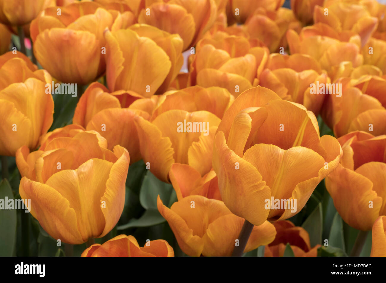 Tulipani olandesi che fiorisce in primavera,Amsterdam e il Keukenhof Foto Stock