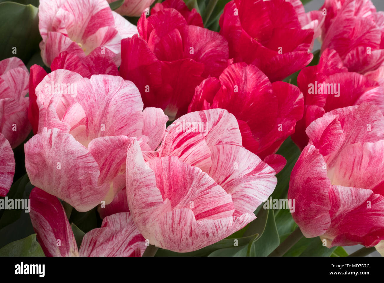 Tulipani olandesi che fiorisce in primavera,Amsterdam e il Keukenhof Foto Stock