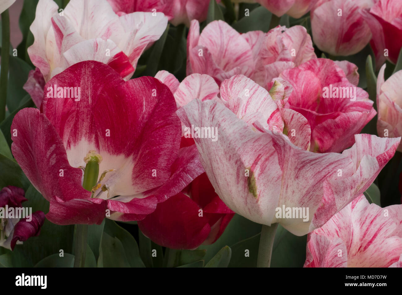 Tulipani olandesi che fiorisce in primavera,Amsterdam e il Keukenhof Foto Stock