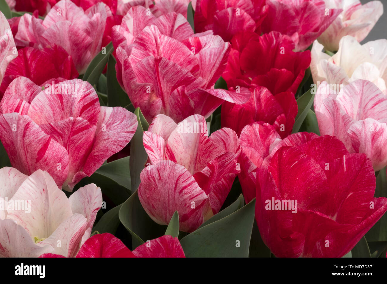 Tulipani olandesi che fiorisce in primavera,Amsterdam e il Keukenhof Foto Stock