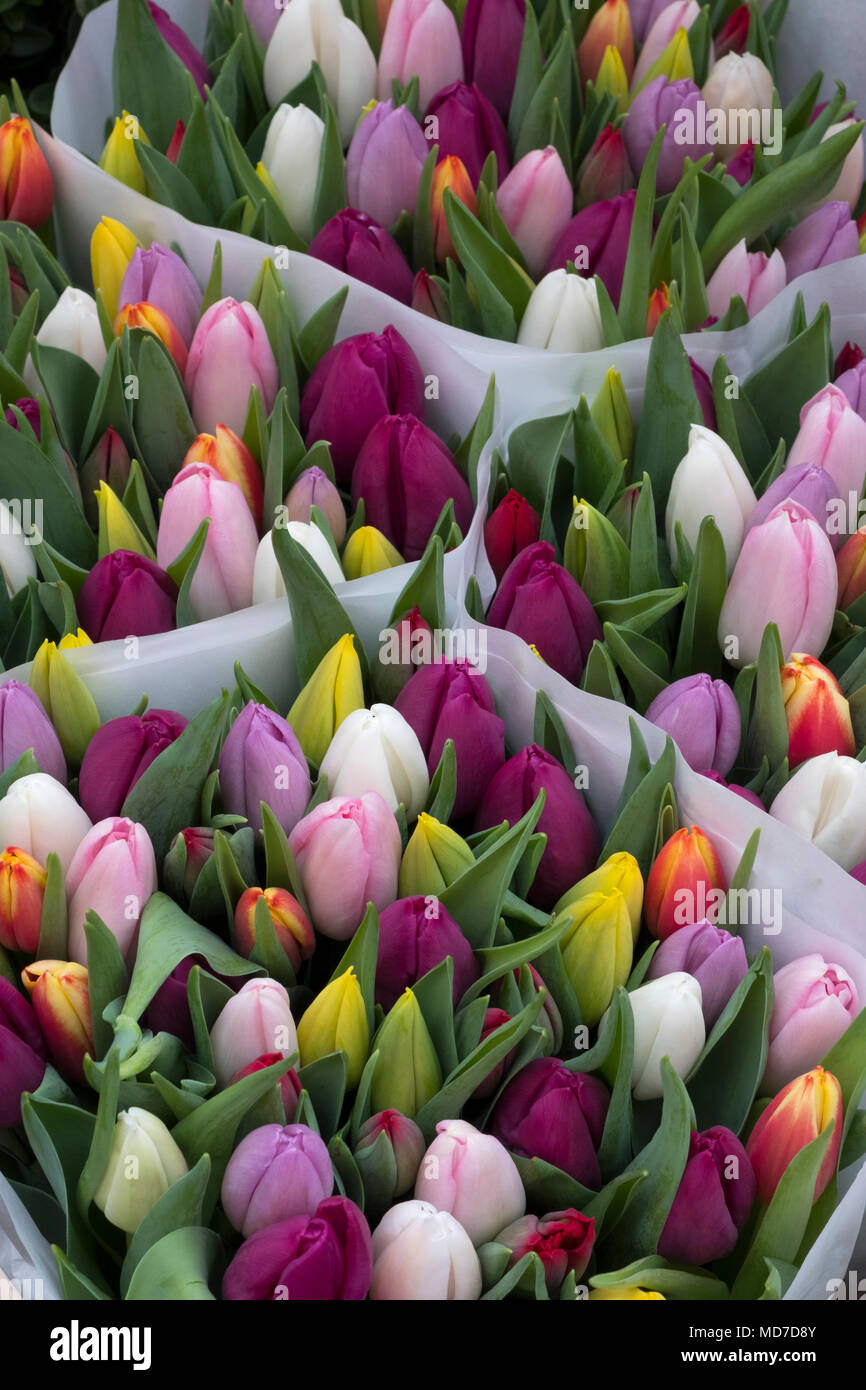 Tulipani olandesi che fiorisce in primavera,Amsterdam e il Keukenhof Foto Stock