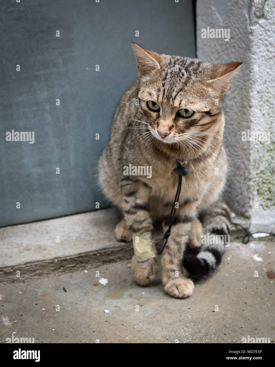 Poveri in cerca di feriti cat seduto di fronte a una porta, Cherso Croazia Foto Stock