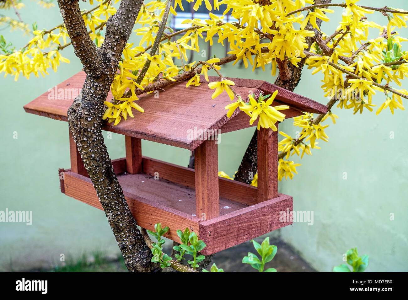 Giardino per uccelli, rami di Forsythia, arbusti fioriti all'inizio della primavera Foto Stock
