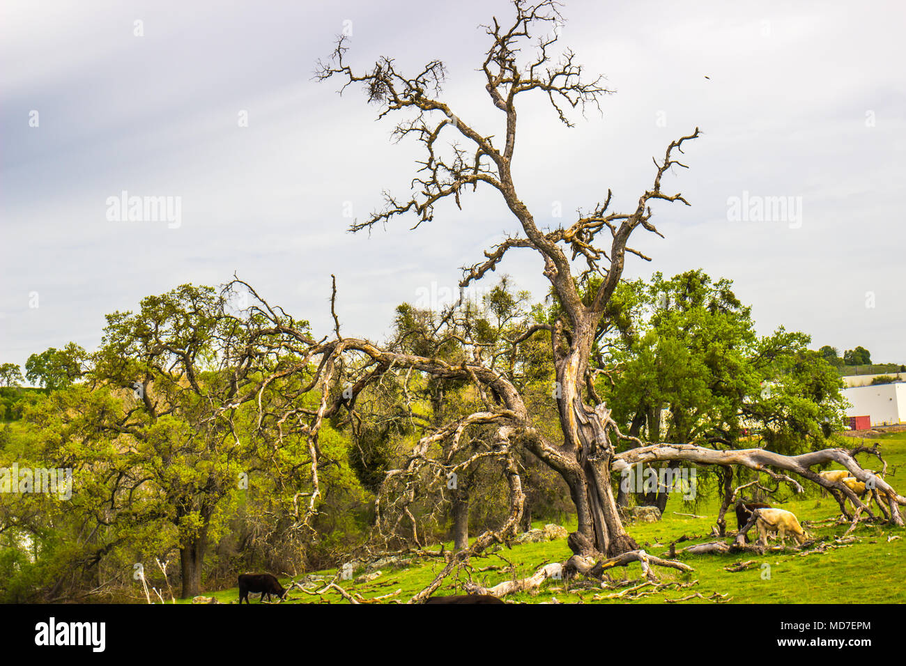Il vecchio albero morto su una collina con i bovini Foto Stock
