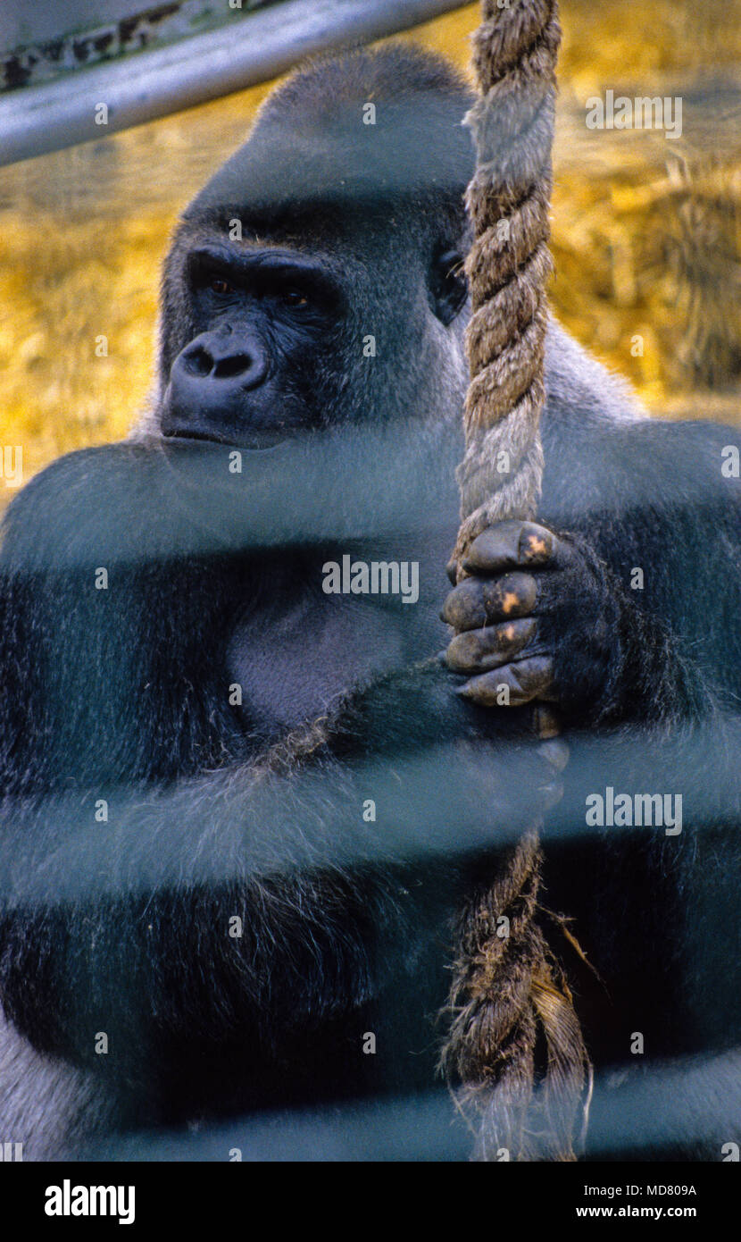 Gorilla Silverback gettò bar, Howletts Wildlife Park, Canterbury, nel Kent, England, Regno Unito, GB. Foto Stock