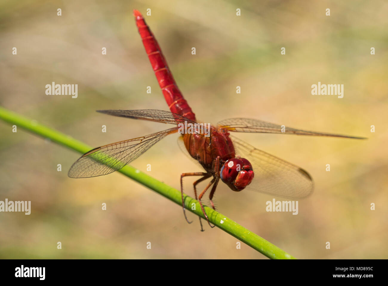 Ritratto di Crocothemis erythraea. La foto è stata scattata in Spagna. Foto Stock