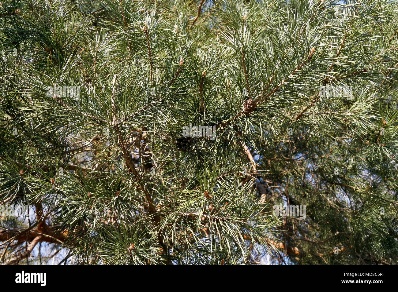 Bellissima e sempreverde Pino rami. La natura dello sfondo. Foto Stock